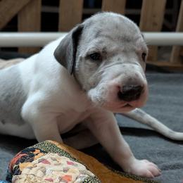 Pi - Merlequin male Great Dane puppy in Turon, Kansas from RCM Great Danes