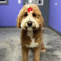 Goldendoodles from KBK9 Kennels