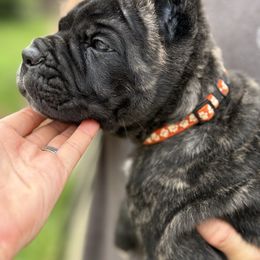 Orange Boy - Black brindle male Cane Corso puppy in St. Augustine, Florida from Ancient City Cane Corso