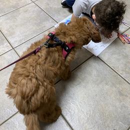 Goldendoodle Puppies from Zink Doodles