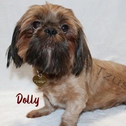 Dolly - Shih Tzu