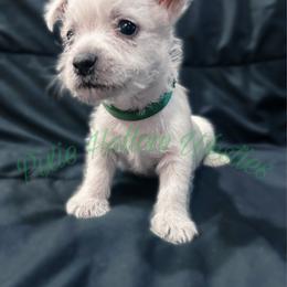 Green - White male West Highland White Terrier puppy in Cleveland Tx, Texas from Pixie Hollow Westies