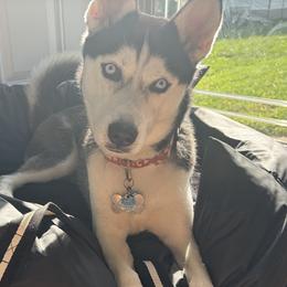 Khaleesi - Siberian Husky