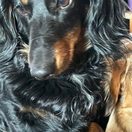 Abby - Dachshund