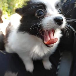 Papillon Puppies from Longwing Kennel