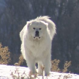 Joe - Great Pyrenees