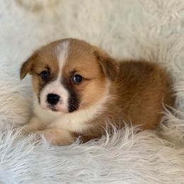 Boy 1 - Sable male Pembroke Welsh Corgi puppy in Morton, Mississippi from Southern Magnolia Corgis