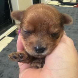 Oscar - Chocolate male Morkie puppy in Winston Salem, North Carolina from Patty’s Paws