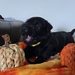 Maverick (yellow collar) - Black male Scottish Terrier puppy in Albuquerque, New Mexico from Johnson's Highland Terriers