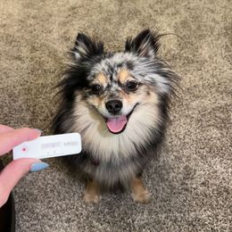 Indie - Pomeranian