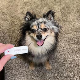 Indie - Pomeranian