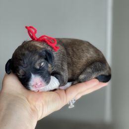 Boy 2 - Sable Bernedoodle puppy in Midland, Texas from Southern Oak Breeders LLC