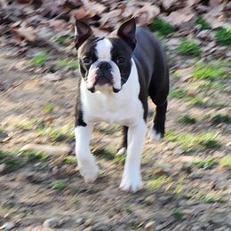 Bubba - Boston Terrier