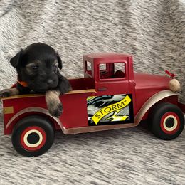 Miniature Schnauzer Puppies from Garrett Livestock & Schnauzers