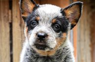 Australian Cattle Dog puppy