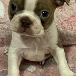 Boston Terrier Puppies from Heather's Boston Babies