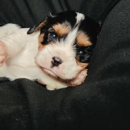 Boy 1 - Blenheim male Cavalier King Charles Spaniel puppy in Sparta, Georgia from Southern Edge Kennel
