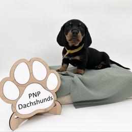 Lil - Black and tan female Dachshund puppy in Ben Wheeler, Texas from P&P Dachshunds