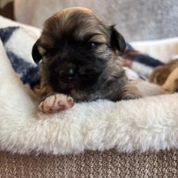 Roger - Black and tan male Havanese puppy in Starr, South Carolina from Home with Havanese