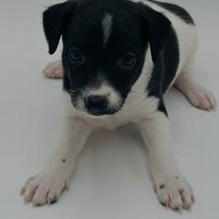 Theodore - Black and white male Xoloitzcuintli puppy in West Jordan, Utah from Majestic Nakids