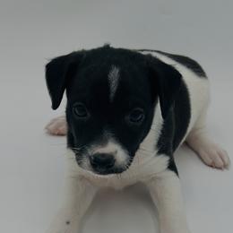 Theodore - Black and white male Xoloitzcuintli puppy in West Jordan, Utah from Majestic Nakids