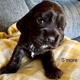 S'More - Brown and white female Cocker Spaniel puppy in Memphis, Tennessee from Cordova Cockers