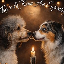 Aussiedoodle puppies from Cotton Country Kennels