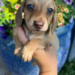 Boy three - Chocolate and cream male Dachshund puppy in Payette, Idaho from NT Mini Doxies
