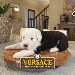 Versace - Gray and white male Old English Sheepdog puppy in Cleveland, Tennessee from Narrow Path Old English & Sheepadoodles