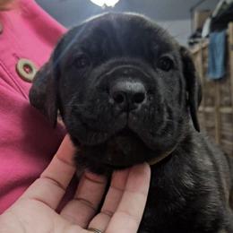 Yellow Collar - Chestnut brindle male Cane Corso puppy in Lewistown, Montana from Corsi Amore Kennels