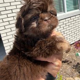 Canela - Liver and white female Shih Tzu puppy in Bakersfield, California from Little pumpkin Shih Tzu’s