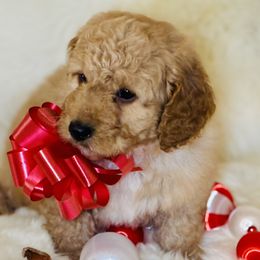 Ruger - Apricot male Saint Berdoodle puppy in Swartz Creek, Michigan from Whisky Paws Saint Berdoodles and Poodle Pups