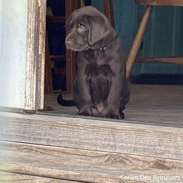 Labrador Retriever Puppies from Coram Deo Retrievers
