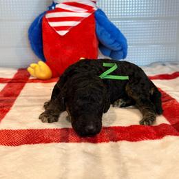 DR Congo - Phantom male Goldendoodle puppy in Houston, Texas from Were The Mack'Doodles