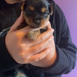 Rottweiler and Yorkshire Terrier Puppies from Superior Family Kennels