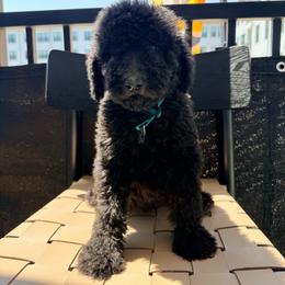 Netherlands - Black female Goldendoodle puppy in Houston, Texas from Were The Mack'Doodles