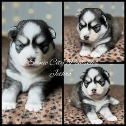 Jethro - Black and white male Pomsky puppy in Rossville, Georgia from Scenic City Pomskies