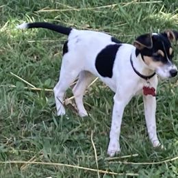 Marquise Madeline - Jack Russell Terrier puppy from Royal Russells Ranch