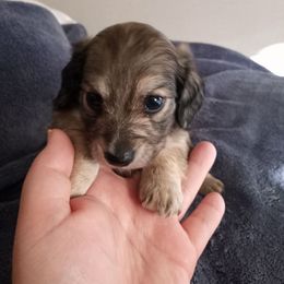 Dachshund Puppies from Em-Me's Royal 'n Loyal Dachshunds