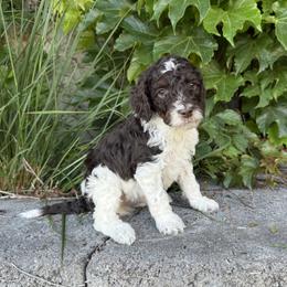 Finn - Tri-color male Bernedoodle puppy in Las Vegas, Nevada from Perfect Bernedoodles