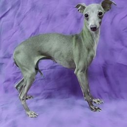 Piccola - Italian Greyhound
