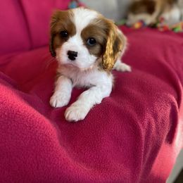 Cavalier King Charles Spaniel Puppies from Heartland Cavaliers