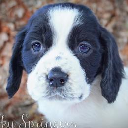 Boy 5 - Black and white male English Springer Spaniel puppy in Great Falls, Montana from Big Sky Springers