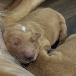 Coffee - Dark golden female Golden Retriever puppy in Artesia, California from Journey Bound Goldens