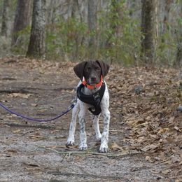 German Shorthaired Pointer, Miniature American Shepherd, Miniature Australian Shepherd, and Toy Australian Shepherd Puppies from Foxtail Hollow