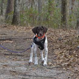 German Shorthaired Pointer, Miniature American Shepherd, Miniature Australian Shepherd, and Toy Australian Shepherd Puppies from Foxtail Hollow