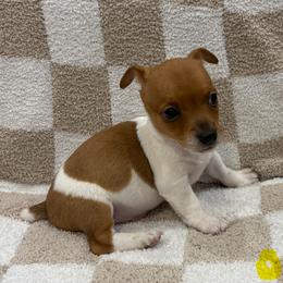 Deets - White and sable male Teddy Roosevelt Terrier puppy in Farmersville, Texas from The Oasis Teddy Roosevelt Terriers