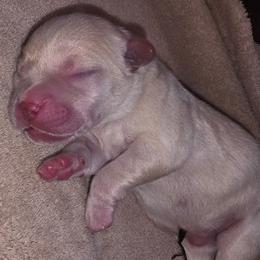 Pinky - Yellow female Labrador Retriever puppy in Siloam Springs, Arkansas from Karemy Kennels (Karemy Labradors)