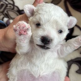 Bichon Frise All Grown Up from Just Bichons