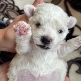 Bichon Frise All Grown Up from Just Bichons